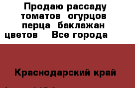 Продаю рассаду томатов, огурцов, перца, баклажан, цветов  - Все города  »    . Краснодарский край